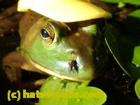 /home//u458753944/public_html/sourcegallery//Frogs/More bullfrogs/P7261262.JPG
